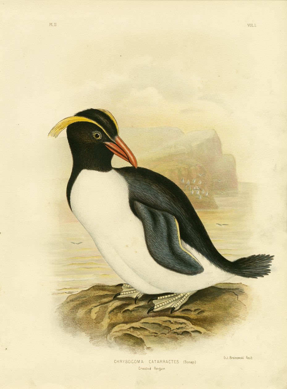クレステッドペンギン、1891